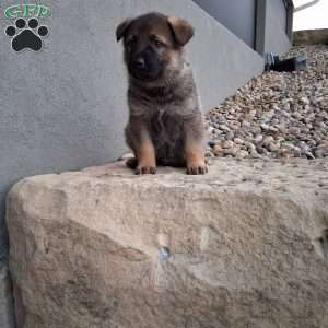 Kobe, German Shepherd Puppy
