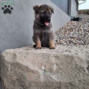 Kobe, German Shepherd Puppy