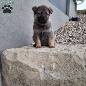 Kobe, German Shepherd Puppy