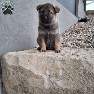 Kobe, German Shepherd Puppy