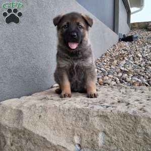 Kobe, German Shepherd Puppy