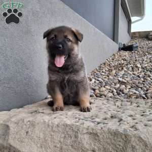 Kobe, German Shepherd Puppy