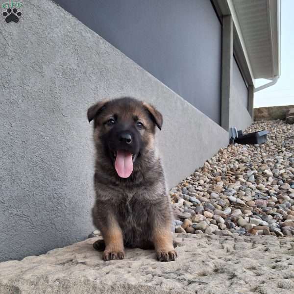 Kobe, German Shepherd Puppy