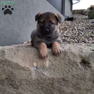 Kobe, German Shepherd Puppy