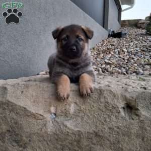 Kobe, German Shepherd Puppy