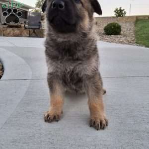 Kobe, German Shepherd Puppy