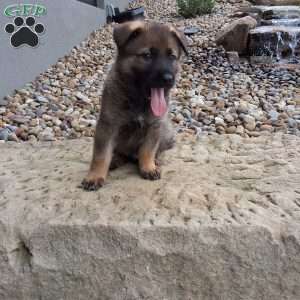 Dodge, German Shepherd Puppy