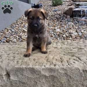 Dodge, German Shepherd Puppy