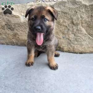Dodge, German Shepherd Puppy
