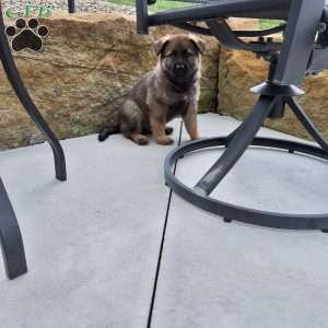 Dodge, German Shepherd Puppy