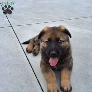 Dodge, German Shepherd Puppy