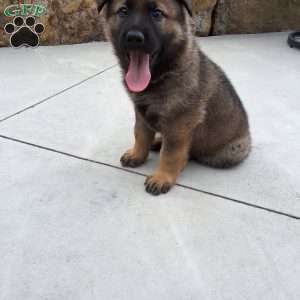 Dodge, German Shepherd Puppy