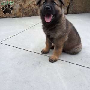 Dodge, German Shepherd Puppy