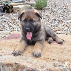 Dodge, German Shepherd Puppy