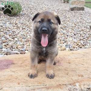 Dodge, German Shepherd Puppy