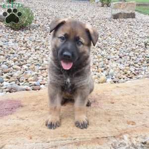 Dodge, German Shepherd Puppy