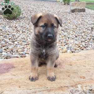 Dodge, German Shepherd Puppy