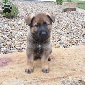 Dodge, German Shepherd Puppy