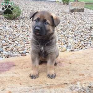 Dodge, German Shepherd Puppy