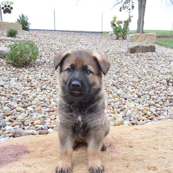Dodge, German Shepherd Puppy