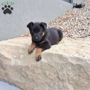 Zues, German Shepherd Puppy