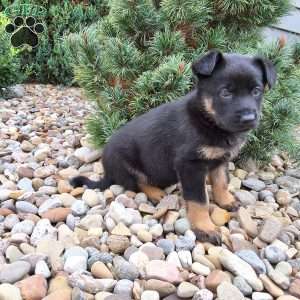 Zues, German Shepherd Puppy