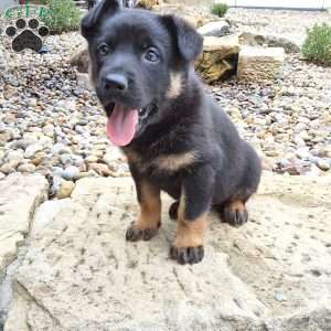 Zues, German Shepherd Puppy