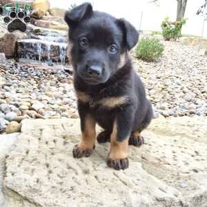 Zues, German Shepherd Puppy