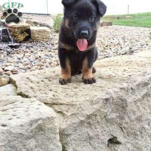 Zues, German Shepherd Puppy