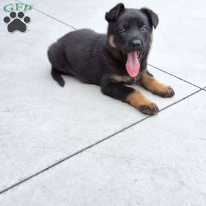 Zues, German Shepherd Puppy