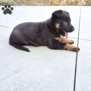 Zues, German Shepherd Puppy