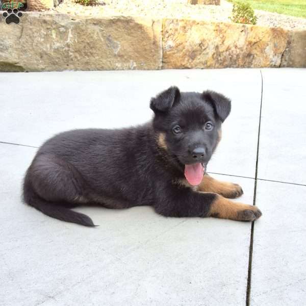Zues, German Shepherd Puppy