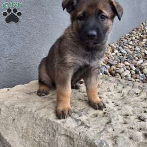 Storm, German Shepherd Puppy