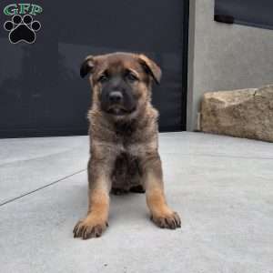 Storm, German Shepherd Puppy