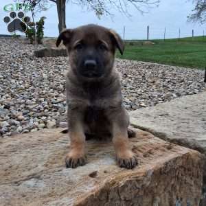 Storm, German Shepherd Puppy