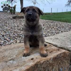 Storm, German Shepherd Puppy