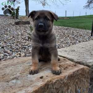 Storm, German Shepherd Puppy