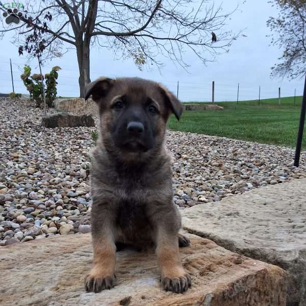 Storm, German Shepherd Puppy