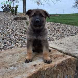 Storm, German Shepherd Puppy
