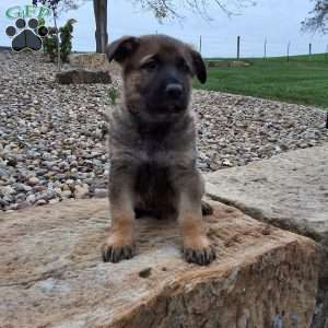 Storm, German Shepherd Puppy