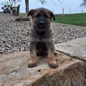 Storm, German Shepherd Puppy