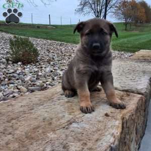 Storm, German Shepherd Puppy