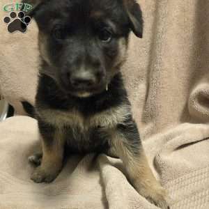 Lolly, German Shepherd Puppy