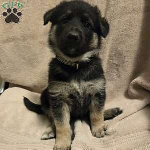 Lolly, German Shepherd Puppy