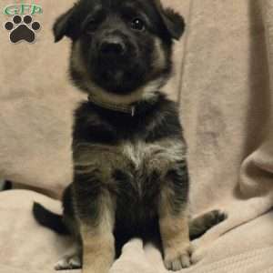 Lolly, German Shepherd Puppy