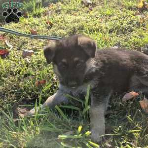 Lolly, German Shepherd Puppy