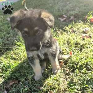 Lolly, German Shepherd Puppy