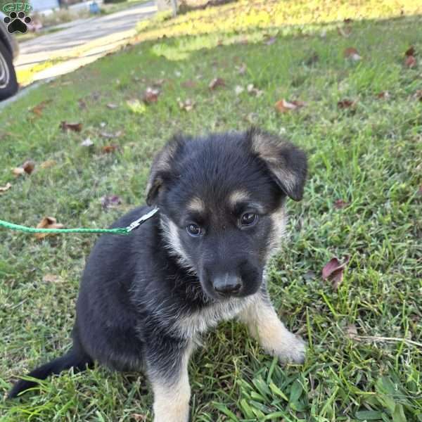 Lolly, German Shepherd Puppy