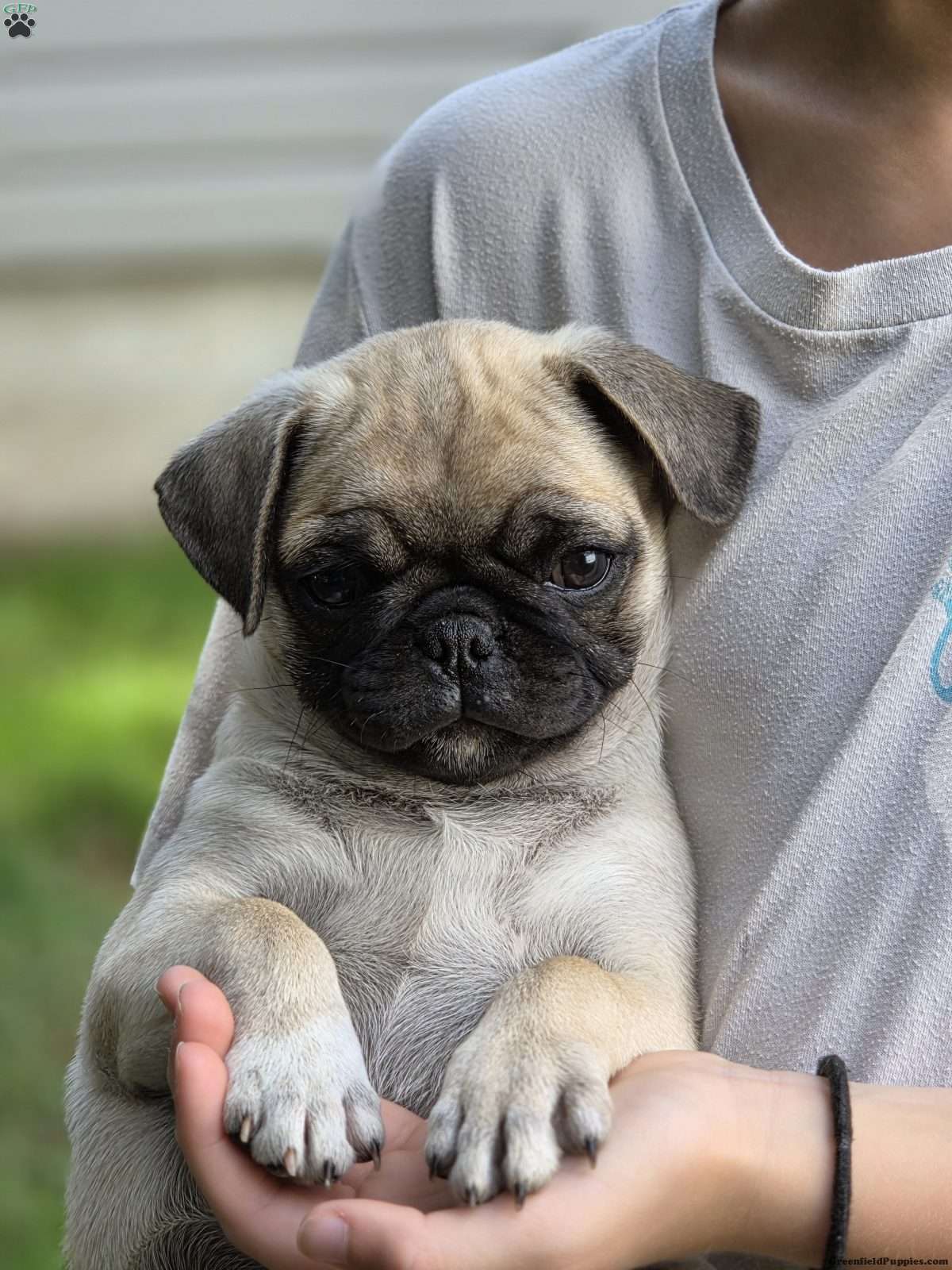 Max (Pug, Male) in New Holland, PA