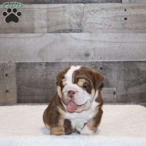 Owen Grant, English Bulldog Puppy